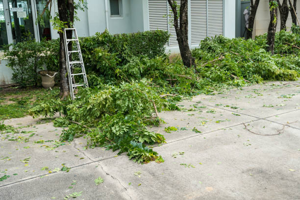 Best Tree Risk Assessment  in Kaaawa, HI